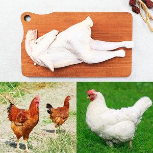 쫄깃한 식감 하림 토종닭 특대 한마리+한마리 총 2마리 (한마리당 1.5kg-2kg 내외)