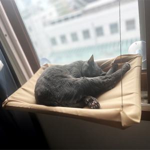 또또가 고양이 창문 해먹 윈도우 캣타워