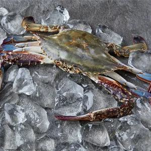 [산지직송] 전남 고흥 활 숫꽃게 2kg (kg당3-4미)