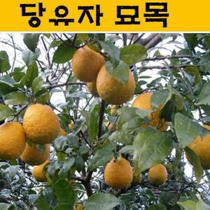 묘목/댕유자 제주토종 유자나무 당유자 접목 2년 포트묘 KJ027