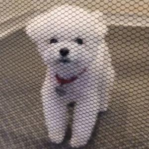 부착식후크 강아지 소형 아기울타리