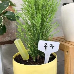 식물 이름표 20P 10x6cm T형 화이트