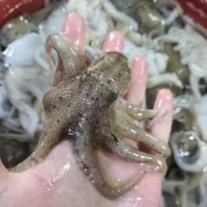 서해안 급냉 국산 쭈꾸미 1kg 7-12미 내외