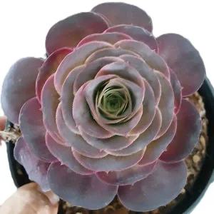 [앨리다육코리아] 장미꽃을 닮은 에오니움 매금장미 4호 12cm