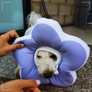 꽃피는 강아지 고양이 쿠션 넥카라 퍼플 L 목 깔대기 쿠션넥카라 고양이넥카라 HWDD76486