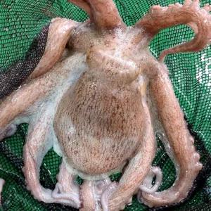 [바다담음] 통영 자연산 돌문어 700g(1~3마리)