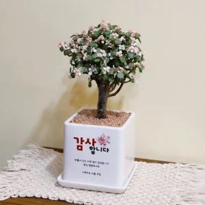 핑크 아악무 키우기사랑목 다육식물 은행목 미니벚꽃나무 개업선물 생일 승진 축하 메세지화분