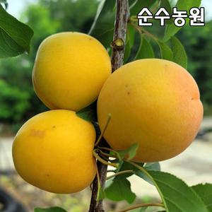 살구나무 묘목, 신사대실 결실주 R3cm(분)/유실수/과실수