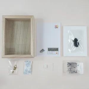 곤충표본 체험키트 넓적사슴벌레 암컷포함