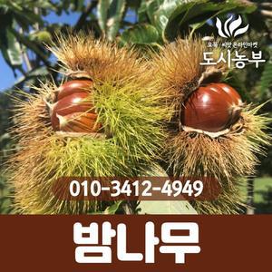 밤나무/묘목/왕밤/포르단왕밤/1년생중묘/속껍질잘까짐/나무/묘목/도시농부23