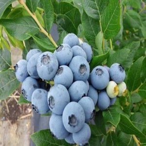 블루베리 블루레이 삽목6~7년생