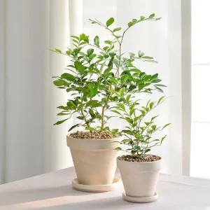 은은한 꽃 향기 오렌지자스민 + 독일토분