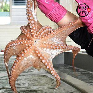 [미각기행] 통영 돌문어 1.5kg(1-5미)