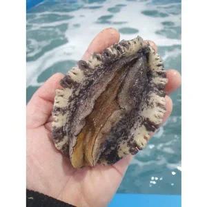 가람 완도산 활전복 특대사이즈 7-8미 1kg