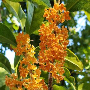 금목서나무 묘목 꽃나무 금목서 분묘 H1.0 전후