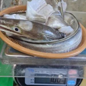 여름보양식 여수 갯장어탕용 1kg 1-4미 머리포함 중간토막