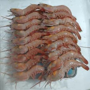 싱싱 횟감용 달마새우 1kg(65~80미)