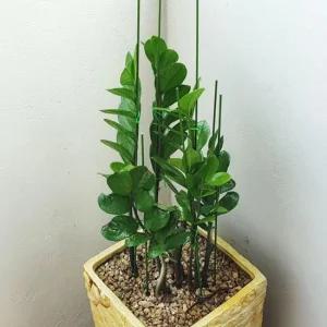 화분 식물지지대 80cm 10P 텃밭 식물지지대 화분지지대 화초지지대 오이지지대
