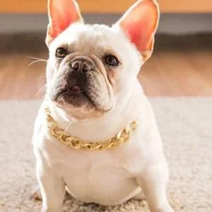 강아지 금목걸이 불독 체인 반려동물 고양이 촬영 소 강아지목걸이 고양이목걸이
