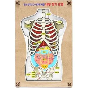 SA) GTCO 인체 퍼즐 내부장기모형 3pcs) 1인용) 과학실험 과학키트 과학조립키트
