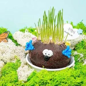 식물키우기 토피어리인형 밀싹 자연관찰 식물키우기 토피어리 토피어리인형 자연관찰