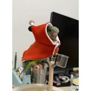 머쉬룸 버섯 앵무새 1 보온 애완 개 가을 플러시 가정용 오렌지 호랑이 의류 겨울