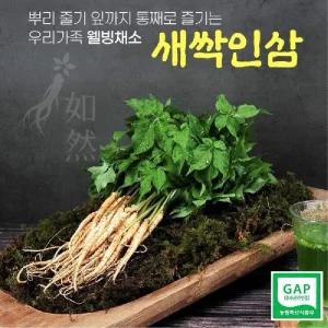 여연새싹인삼 70뿌리(황금보자기)