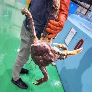 자숙 레드킹크랩 3.5kg(생물기준) 1마리