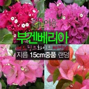 [허브여울] 부겐베리아 랜덤 지름 15cm 중품화분 (좋은흙만 사용한 건강한식물)