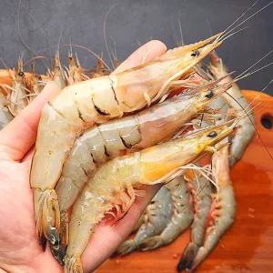  제철 자연산 대하 생물 새우 1kg