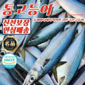 동해안 생물 급냉 통고등어 3미 x 2팩 (팩당 2kg내외)