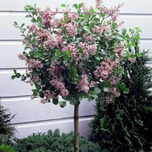 [충북농원] 스탠다드라일락 핑크퍼퓸,레드픽시 나무 묘목 - 포트묘