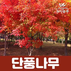단풍나무 40cm전후/나무/묘목/도시같이