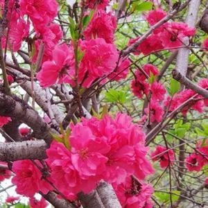 [제이프로젝]홍도화(꽃복숭아) 4년생 결실주(분) 1주 유실수 묘목 과실수