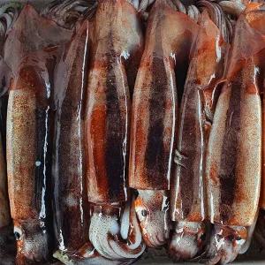 주문진 국내산 비손질 생물 오징어 10마리 1.2kg 통오징어 통찜용