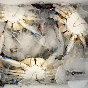 태안 신진도 냉동꽃게 5kg (18~25미 내외)