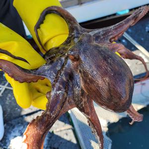 자연산 통영 싱싱한 활 돌문어 자숙문어 제수용 1kg 1.5kg 2kg