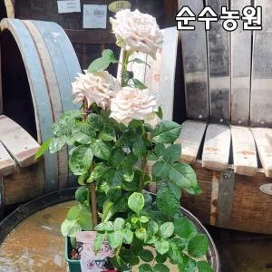 장미특선 땅장미 묘목, 멘타 삽목15cm사각화분 1개/꽃나무