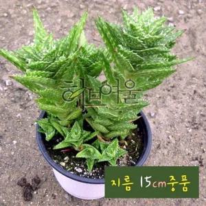 지름 목성알로에 다육 다육화분 15cm 중품 핑크알로에