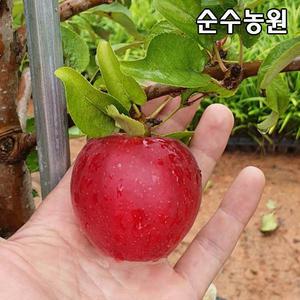 미니사과나무 묘목, 루비에스 결실주 R3cm(분)/유실수/과실수
