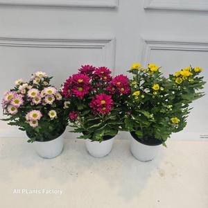 플랜츠영 3개발송 묶음발송 국화 모종 화분 꽃 다년초 야생화 소품 10-25cm 73
