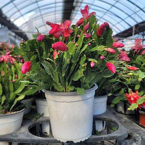 게발선인장 진빨강 중품 다육식물 크리스마스 겨울꽃 가재발 선인장 A10