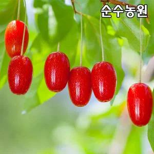 왕보리수나무 묘목 H1.5m이내 R2cm(분) 1개과수 유실수