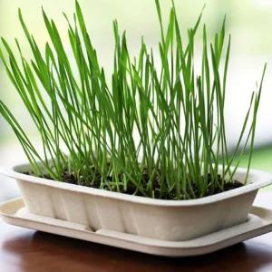 밀짚화분 밀싹 채소 키우기 배양토 세트 미니화분 식물인테리어 화분