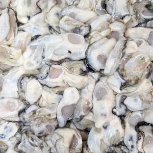 탱글탱글 통영 제철 햇생굴 1kg