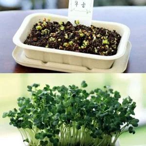 [콩심팥심]키우기 세트 무순 채소 배양토 밀짚화분