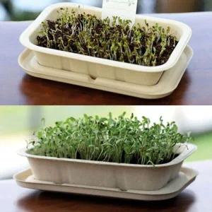 [콩심팥심]세트 키우기 배양토 알파파 밀짚화분 채소