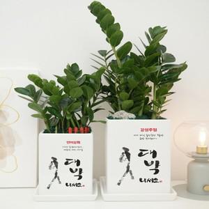 개업 화분 축하 카페 미용실 꽃집 꽃배달 네일샵 금전수 스투키 선물 화환