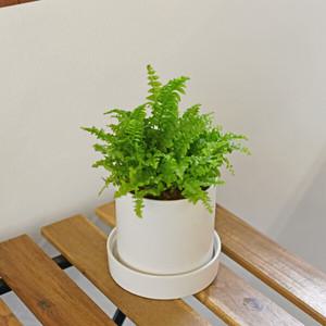 보스턴고사리 (소형) 원형세라믹 식재 개업 축하 승진 카페 화분
