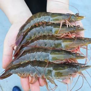 국산 생새우 흰다리새우 대하 1kg (33미내외)